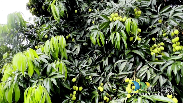 合江最古老荔枝树树龄约1000年[00-01-55][20230718-093932302].jpg