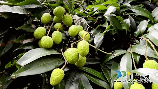合江最古老荔枝树树龄约1000年[00-01-25][20230718-093847692].jpg