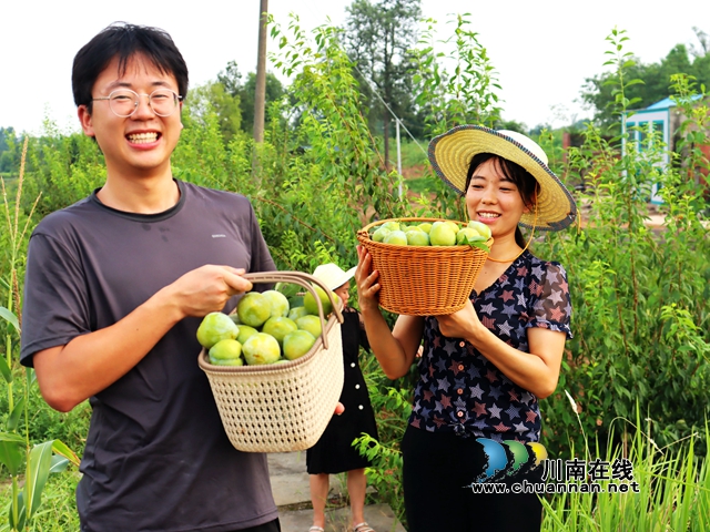 泸县立石镇：柰李飘香采摘忙，畅享夏日好时光