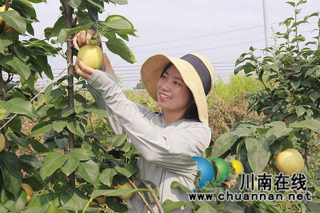 龙马潭:纯手工翠冠梨膏 清新又健康(图2) 微信图片_20230712165750.jpg