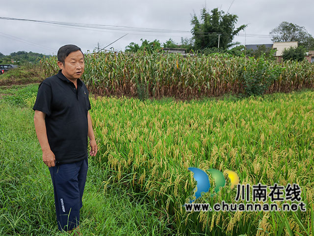 现场选取测产田块（曾佐然摄）.jpg