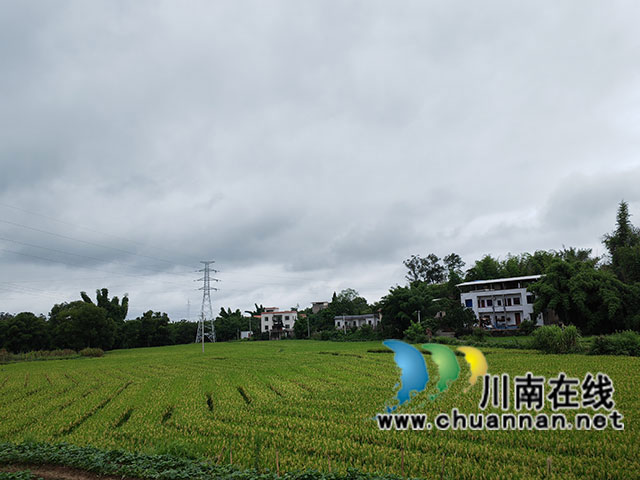 泸县奇峰镇杂交水稻制种基地（曾佐然摄）.jpg