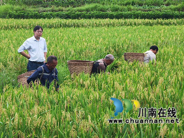现场收割（曾佐然摄）.jpg