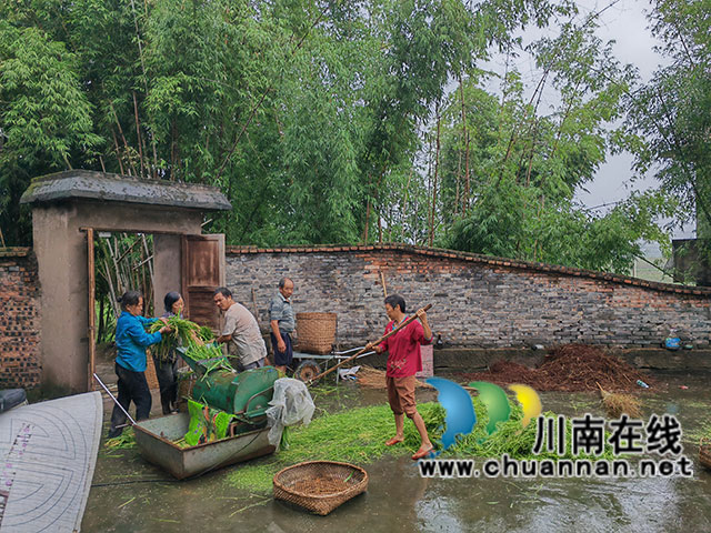 脱粒（曾佐然摄）.jpg