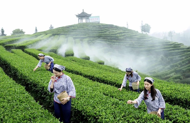 茶3.jpg