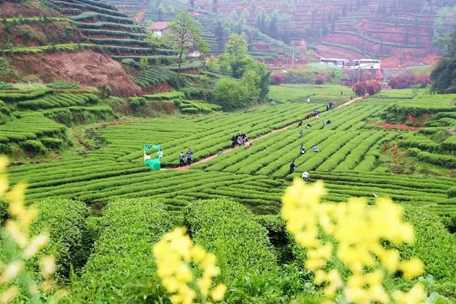 科技助力品牌赋能 赶出“纳溪特早茶”