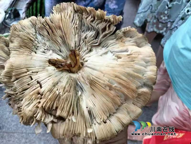 泸县玉蟾街道开展禁止采食野生蘑菇宣传活动