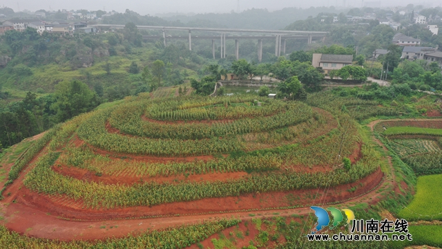 龙马潭区鱼塘街道王庄村：荒地种高粱 丰收迎喜悦