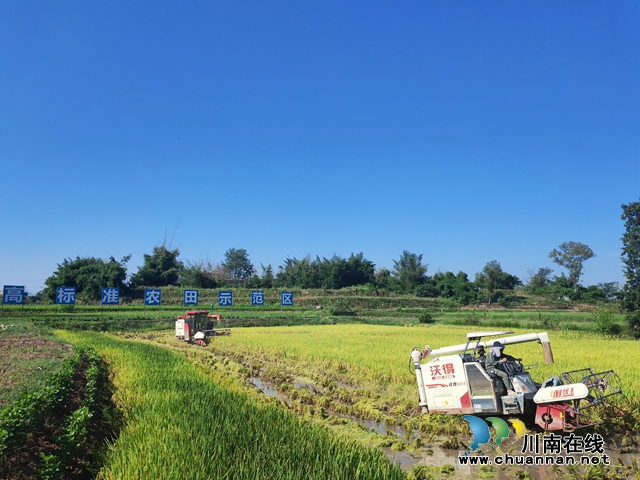 泸县：全程机械化助力中稻+再生稻增产增收