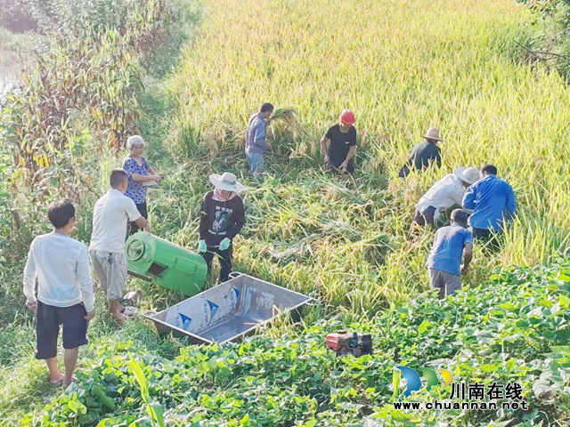 宜宾市南溪区长兴镇：志愿服务进田间 抢收水稻解民忧