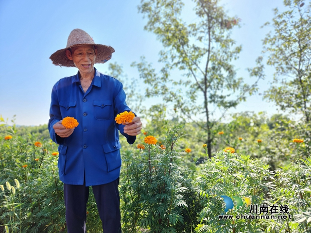 泸县立石镇:万寿菊“金艳”盛放 花海里“丰”景独好(图3) 图为村民罗章华介绍自己种植情况(刘璐摄).jpg