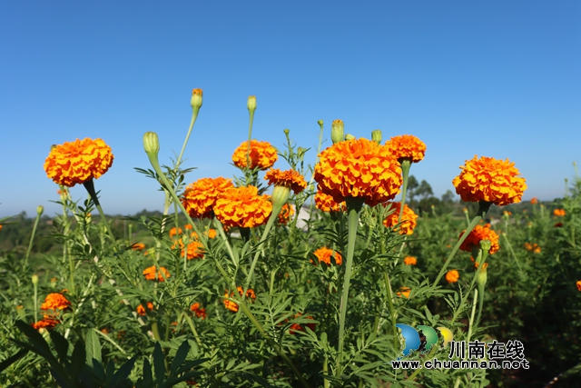 绽放的万寿菊（刘璐摄）.JPG