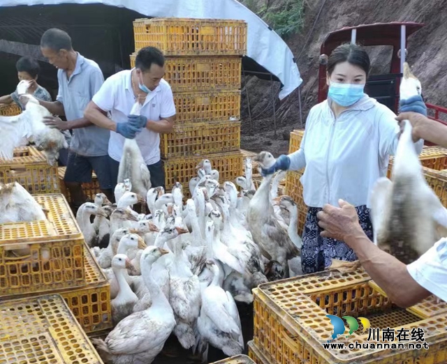 龙马潭：“企业+”“种养结合”带来生态农业好“钱”景