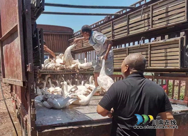 草1.jpg