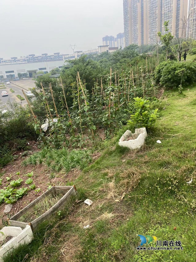 守护民心丨龙马潭区鱼塘街道民权社区：小菜地到大绿地 为城市环境添绿色