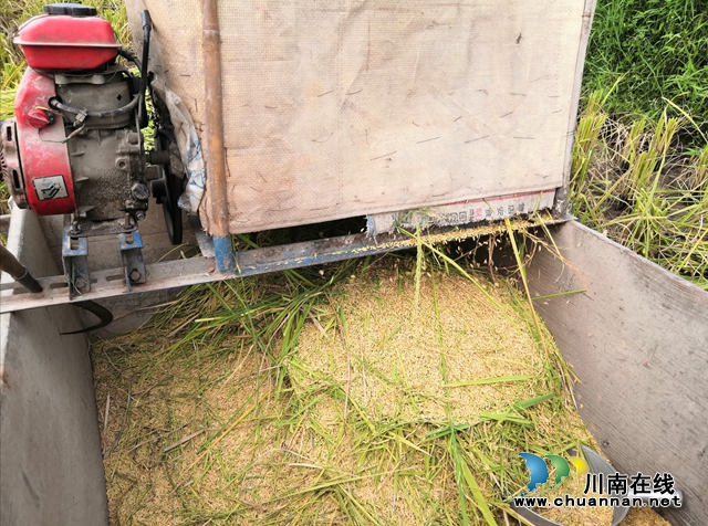 稻田一片金灿灿！江阳区华阳街道西岸村400多亩水稻收割忙