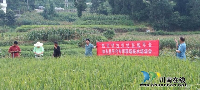 叙永县：平台专家现场服务，守护农民“粮袋子”