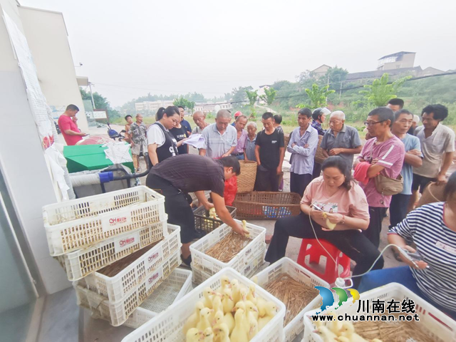 宜宾市南溪区长兴镇：村民喜领帮扶鹅苗