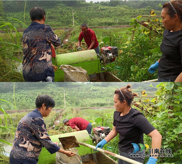 合江县：“稻虾共育”破解非粮化使用耕地难题