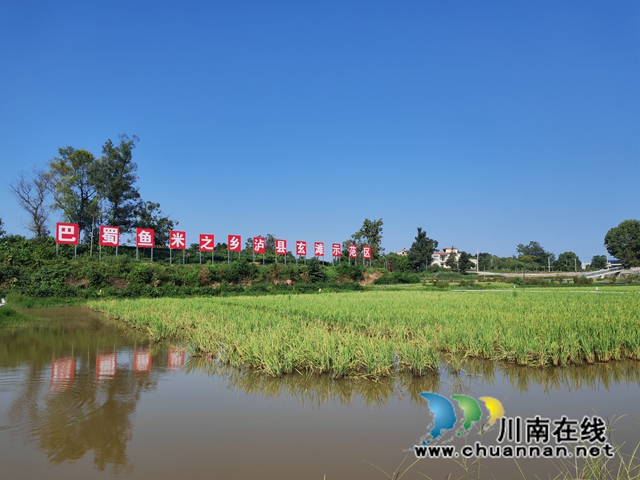 泸县玄滩镇稻虾养殖基地（曾佐然摄）.jpg