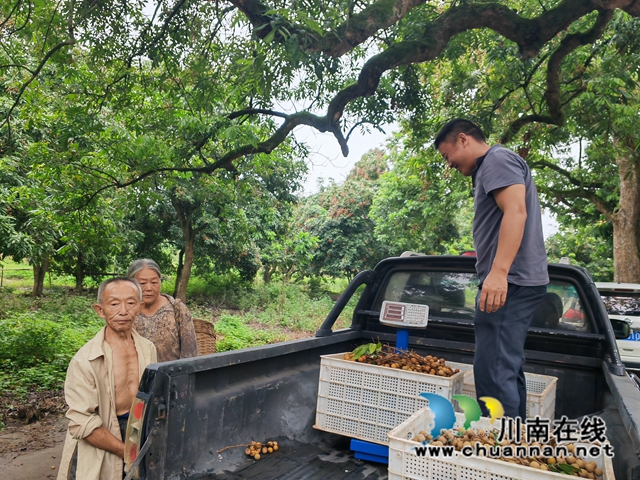 现场收购桂圆（曾佐然摄）.jpg