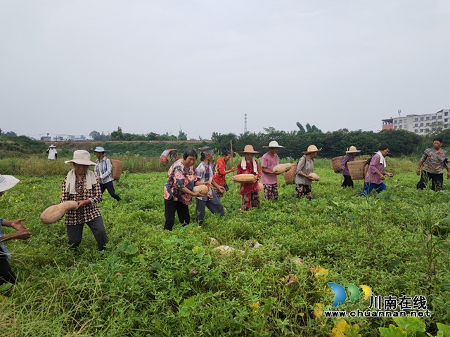 村民采摘南瓜（曾佐然摄）.jpg