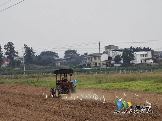 南瓜收割后，整地机耕地，为种蔬菜作准备（曾佐然摄）.jpg