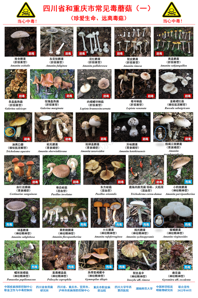 【警惕】五岁两兄妹双双蘑菇中毒,送进医院(图3) 微信图片_20230914093201.png