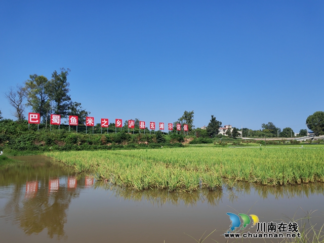 泸县玄滩镇稻虾养殖基地（曾佐然摄）.jpg