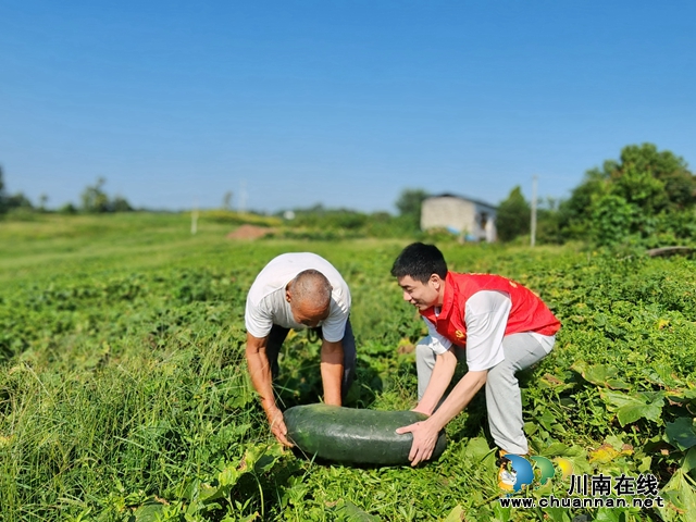 泸县立石镇：青皮冬瓜喜获丰收