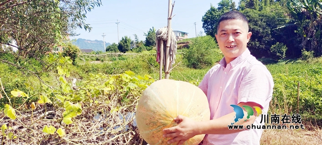 纳溪：村支书种出58斤食用“南瓜王”