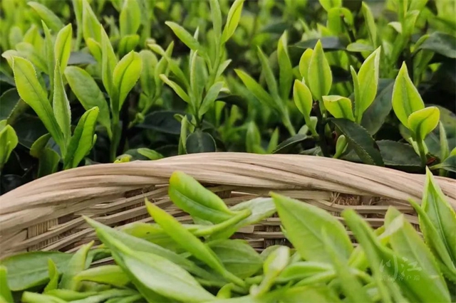 茶１.jpg