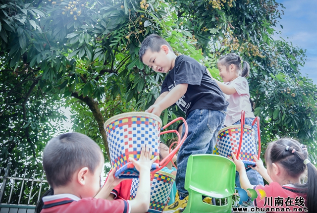 2.幼儿采摘桂圆.jpg