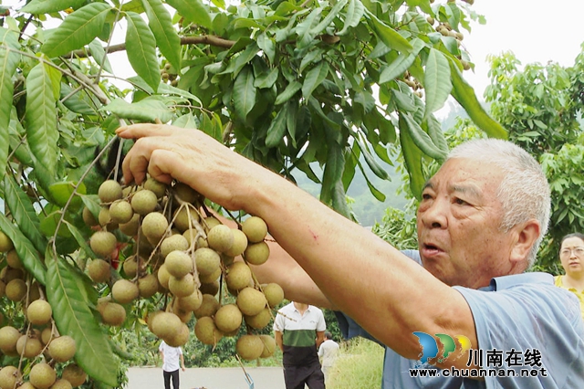 桂圆1.jpg