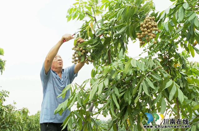 桂圆2.jpg