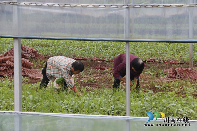 村民正在忙着蔬菜种植2.JPG