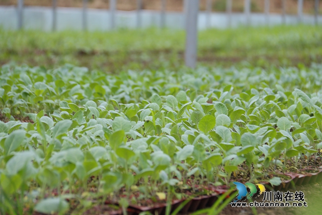 一排排菜苗整齐排列.JPG