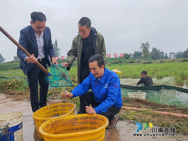分检大头虾（曾佐然摄）.jpg