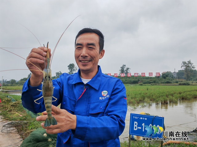 海牧种养专业合作社理事长高大伦展示大头虾（曾佐然摄）.jpg