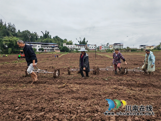 泸县百和镇油菜直播现场（曾佐然摄）.jpg