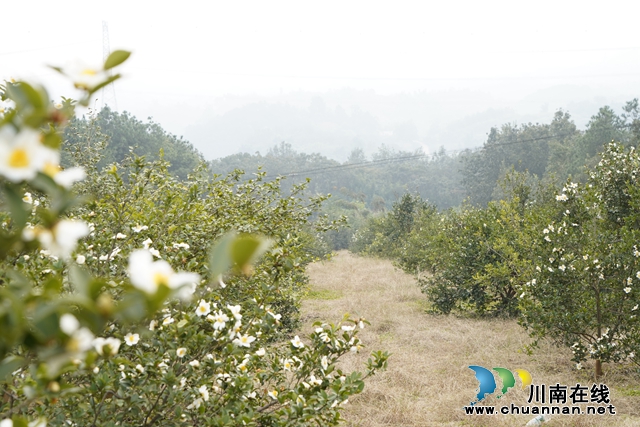 海潮镇尖山村已经见效的油茶基地（代茂晨摄）.JPG