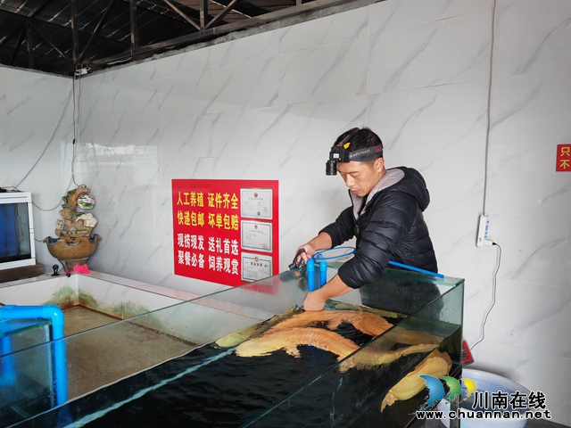 观赏类娃娃鱼（曾佐然摄）.jpg