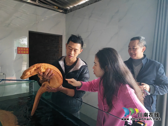展示观赏类金色娃娃鱼（曾佐然摄）.jpg