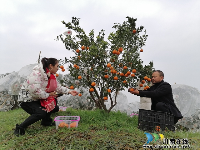 泸县返乡入乡创业明星祝启奎（右一）在创办的紫藤园家庭农场与前来体验的游客一起采摘耙耙柑.jpg