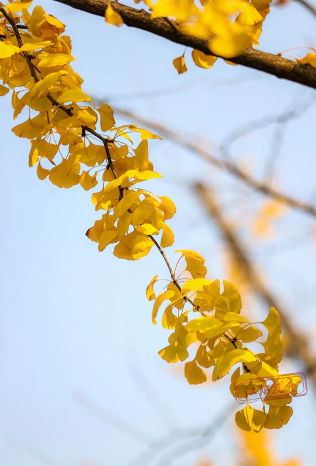 江阳初冬美学(图14) 14.jpg