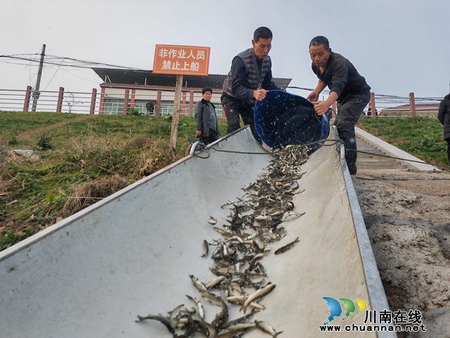泸县：增殖放流鱼苗48.5万尾 筑牢生态保护屏障