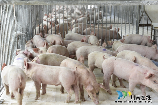节日猪肉量足价稳 泸县多措并举抓实抓好生猪稳产保供
