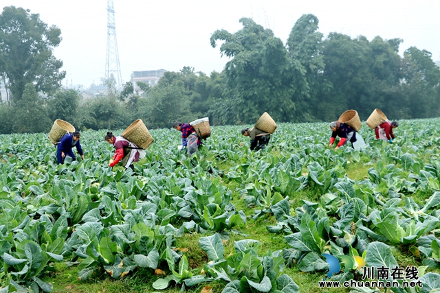 采收蔬菜（雷凤丽摄）.jpg