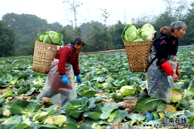 采收蔬菜1（雷凤丽摄）.jpg