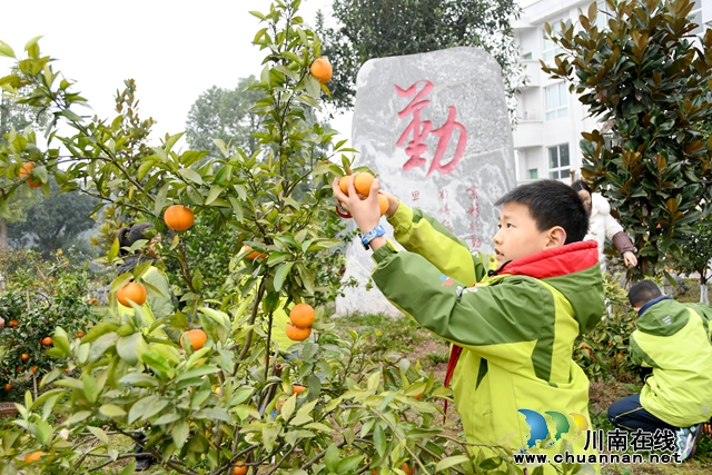 摘柑橘+(1).jpg